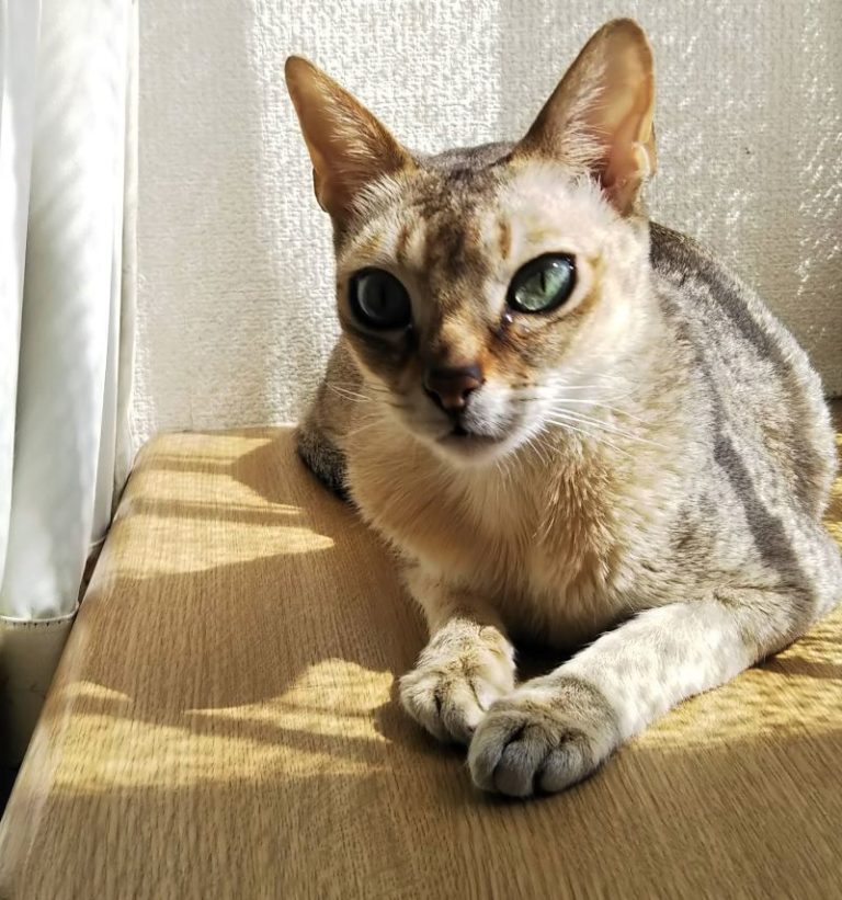 目力がすごい