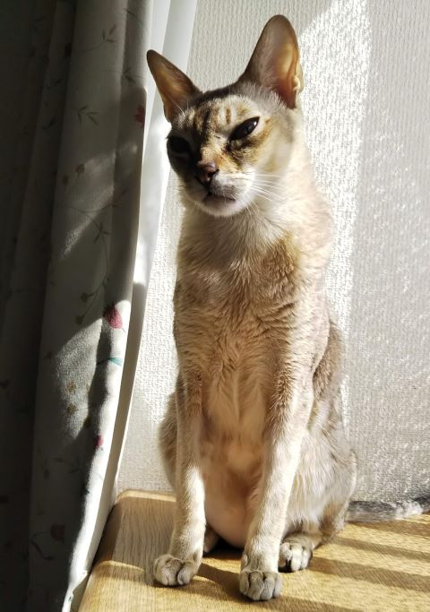 シンガプーラのフィグ