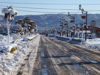 雪景色のヤシ並木 鳥取県羽合温泉にて