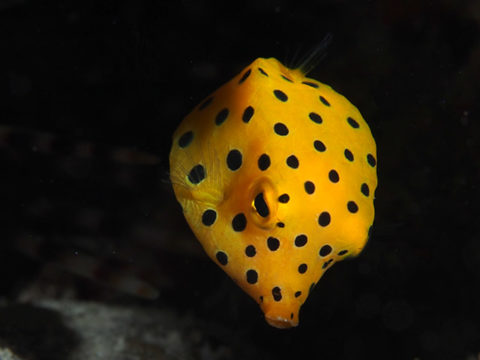 阿嘉島ダイビング　ミナミハコフグ幼魚