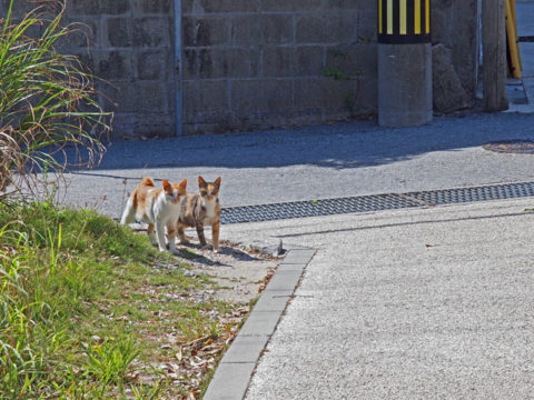 阿嘉島でみかけた猫