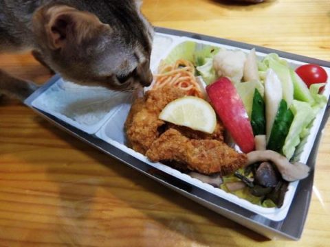 小淵沢　高原野菜とカツの弁当