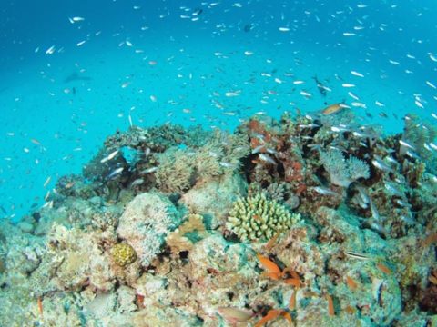 阿嘉ニシバマの水中　サンゴと魚がたくさん