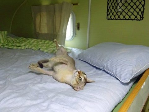 cat_camper_bed-1