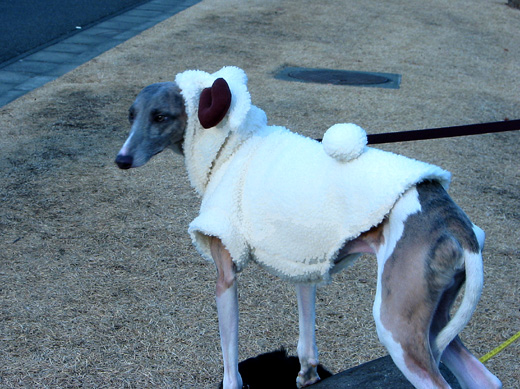 ヒツジの皮を被った犬　羊型宇宙人（ウィペット）