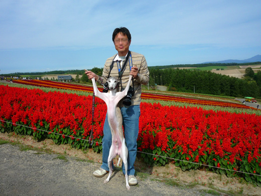 北海道富良野の花畑で２足立ちするグレイ宇宙人（ウィペット）