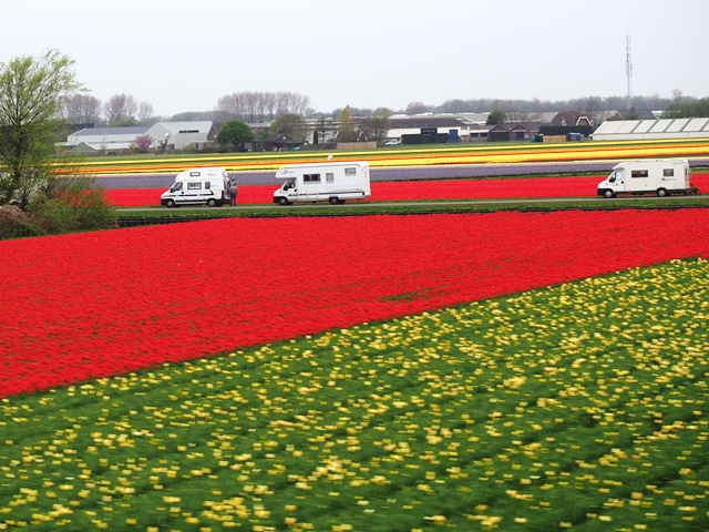 オランダで見たキャンピングカー　チューリップ畑