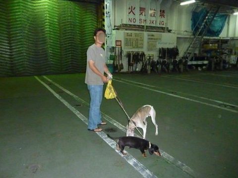 太平洋フェリー車内残置犬車両デッキ散歩