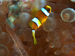 クマノミの幼魚。阿嘉で撮影