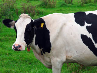 放牧されていた乳牛を撮影。北海道弟子屈