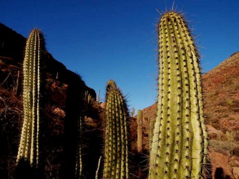 メキシコ　ロスカボス　島　サボテン