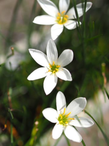 ボケ具合の比較 M.ZUIKO DIGITAL 45mm F1.8(開放)白い花の写真