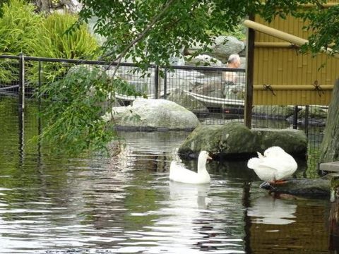 八扇の湯、池からの眺め