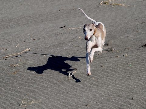 中田島砂丘を走るウィペットのペッパー