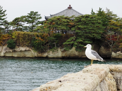 宮城県松島五大堂とウミネコ