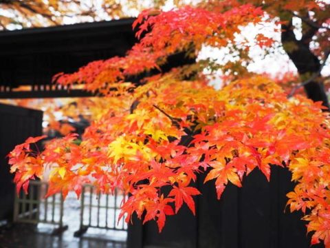 キャンピングカーで行った秋田県角館武家屋敷の紅葉