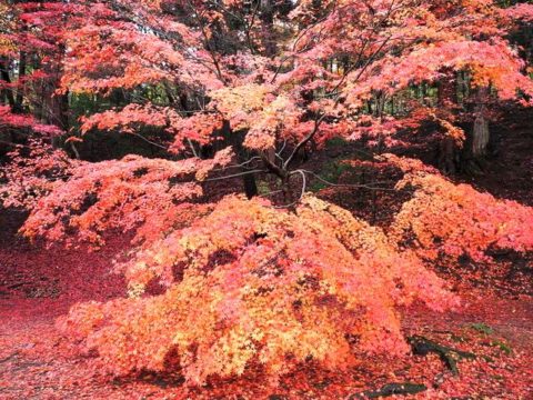 平泉の毛越寺の紅葉もみじ