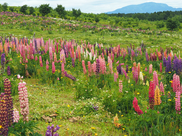 北海道沼田萌えの丘のルピナスの花