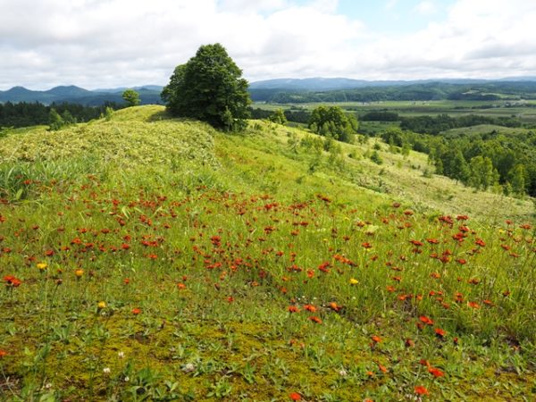 北海道沼田町萌の丘の景色