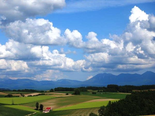 美瑛の風景