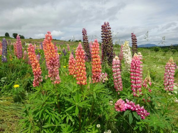 北海道萌えの丘のルピナス