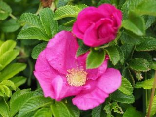 北海道稚内はまなすの花