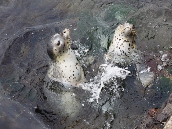 仙法志御崎のゴマフアザラシに餌をあげる