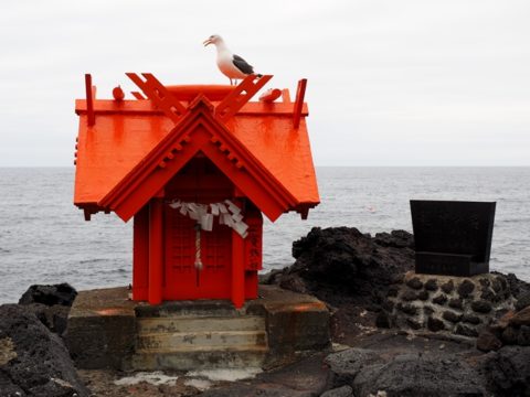 利尻島北のいつくしま弁天宮の祠にいたウミネコ