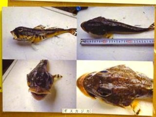 ギスカジカの写真。利尻島沓形、ふる里食堂にて