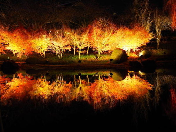 なばなの里紅葉