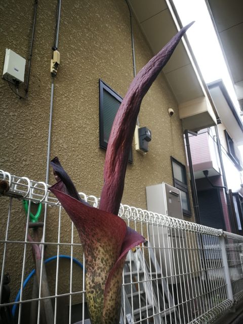 蒟蒻の花の全体像