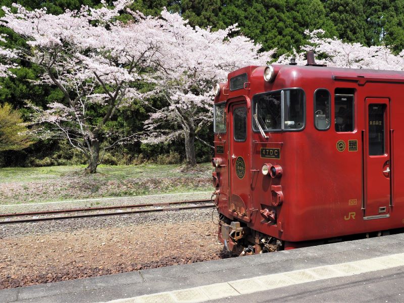 桜とJR九州いさぶろう・しんぺい号