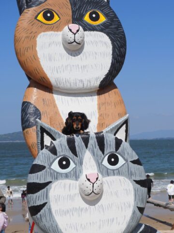 福岡県糸島の猫のオブジェのミニチュアダックス（ブラック＆タン）