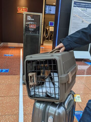 犬連れ飛行機旅、羽田でチャックイン