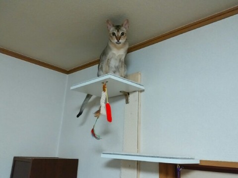 シンガプーラのフィグキャットタワー
