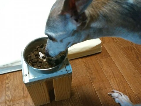 ウィペットのペッパー食事中