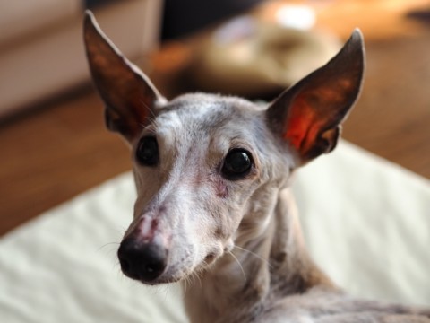 ペッパーの耳が欠ける 犬が西向きゃ尾は猫じゃらし ペッパーの耳が欠ける 犬が西向きゃ尾は猫じゃらし