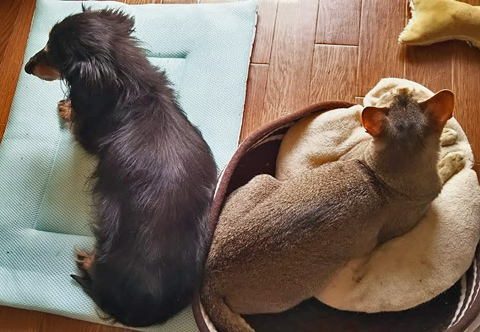 シンガプーラのフィグと老犬ダックスフントのジンジャーが並んで寝ている画像