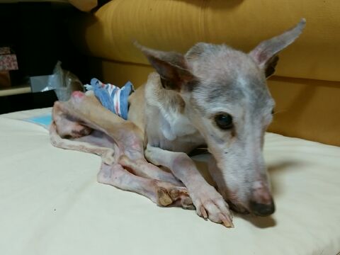 起き上がれずに泣き喚く 犬が西向きゃ尾は猫じゃらし 起き上がれずに泣き喚く 犬が西向きゃ尾は猫じゃらし
