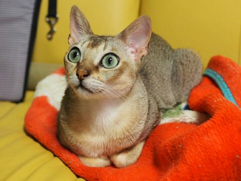 シンガプーラのフィグが香箱座り