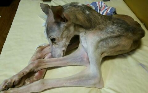 寝たきりペッパーのウィペット