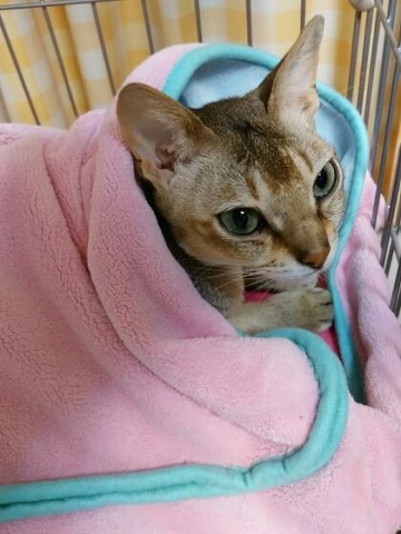 ヒーターから出てこないシンガプーラのフィグ