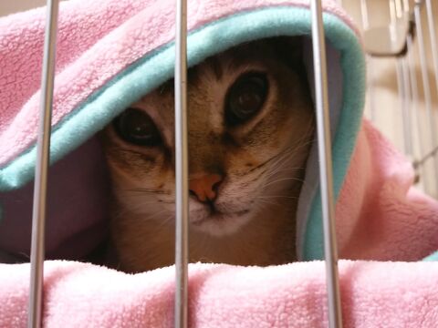 ヒーターに潜り込むシンガプーラのフィグ