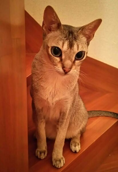 階段から下を見下ろすシンガプーラのフィグ、満3歳
