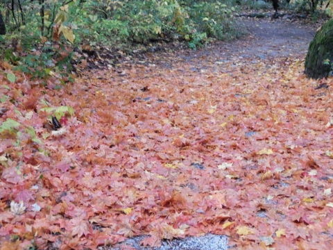 白州 紅葉