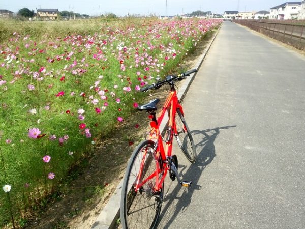 コスモスが咲き乱れる葛西用水沿いをジャイアントRX3でサイクリング