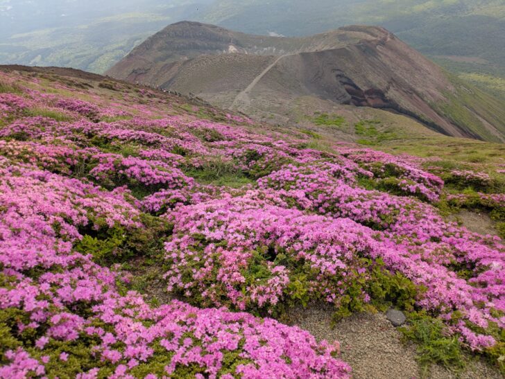 高千穂峰山頂付近の画像。ミヤマキリシマが満開